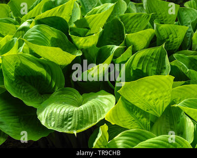 Gros plan des feuilles d'un vert dense Hosta plante avec quelques gouttes de Banque D'Images