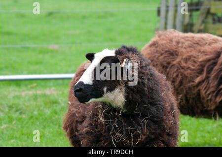 Balwen Welsh Mountain ewe en noir et blanc marquage sur tête. Banque D'Images