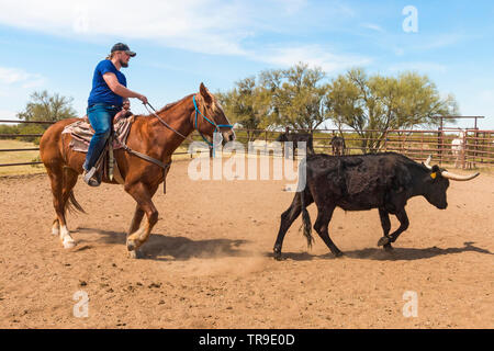 Tri de bétail à White Stallion Ranch, un ranch juste en dehors de Tucson, AZ. Une équipe de deux coureurs tente, une seule personne à la fois, à conduire un bouvillon du o Banque D'Images