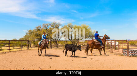 Tri de bétail à White Stallion Ranch, un ranch juste en dehors de Tucson, AZ. Une équipe de deux coureurs tente, une seule personne à la fois, à conduire un bouvillon du o Banque D'Images