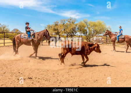 Tri de bétail à White Stallion Ranch, un ranch juste en dehors de Tucson, AZ. Une équipe de deux coureurs tente, une seule personne à la fois, à conduire un bouvillon du o Banque D'Images