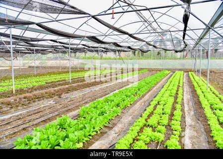 Mini-légumes poussant dans ferme bio Banque D'Images