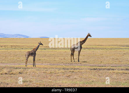 Masai Masai Giraffe Giraffa camelopardalis tippelskirchii mère et petit jeune veau plaines Masai Mara National Reserve Kenya Afrique de l'Est Banque D'Images
