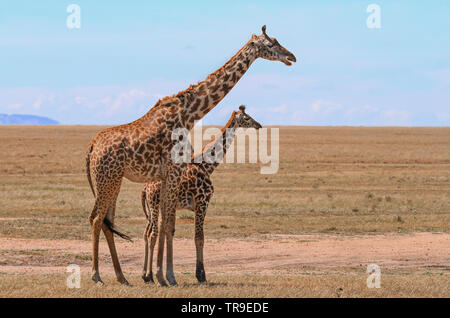 Masai Masai Giraffe Giraffa camelopardalis tippelskirchii mère et petit jeune veau Masai Mara National Reserve Kenya Afrique de l'est vue de côté ciel bleu Banque D'Images
