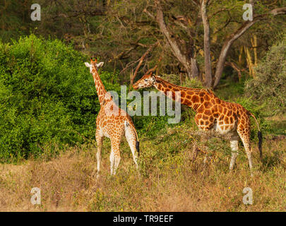 Deux Rothschild Giraffa camelopardalis rothschildi girafe male et femelle couple parfum ovulation test de parc national du lac Nakuru Kenya Afrique de l'Est Banque D'Images