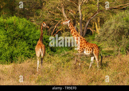 Homme et femme girafe Rothschild Giraffa camelopardalis rothschildi ovulation test scent Parc national du Lac Nakuru au Kenya l'Afrique. Les espèces en voie de disparition Banque D'Images