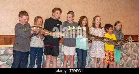 Les enfants occupent un python birman durant la soirée 'critter Show' à l'Étalon blanc, un ranch à l'extérieur de Tucson, AZ. Banque D'Images