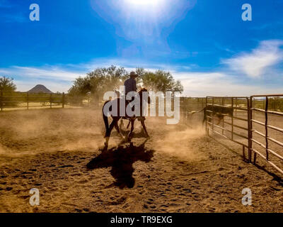 Tri de bétail à White Stallion Ranch, un ranch juste en dehors de Tucson, AZ. Une équipe de deux coureurs tente, une seule personne à la fois, à conduire un bouvillon du o Banque D'Images
