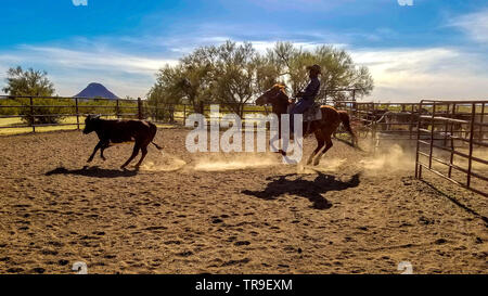 Tri de bétail à White Stallion Ranch, un ranch juste en dehors de Tucson, AZ. Une équipe de deux coureurs tente, une seule personne à la fois, à conduire un bouvillon du o Banque D'Images