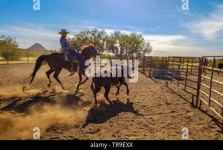 Tri de bétail à White Stallion Ranch, un ranch juste en dehors de Tucson, AZ. Une équipe de deux coureurs tente, une seule personne à la fois, à conduire un bouvillon du o Banque D'Images