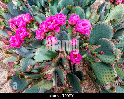 Cactus en fleur au début d'avril à Tucson, AZ. Banque D'Images