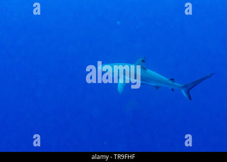 Requin gris de récif (Carcharhinus amblyrhynchos) sous l'eau, Tarpon Cayes, Belize Barrier Reef, Lighthouse Reef, Belize Banque D'Images