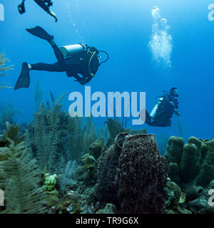 Les plongeurs sous l'eau autour de récifs coralliens, trois Amigos, Turneffe Atoll, BELIZE, Belize Barrier Reef Banque D'Images