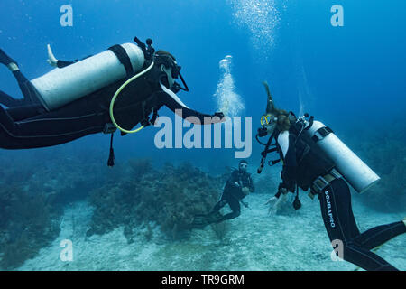 Les plongeurs sous l'eau, trois Amigos, Turneffe Atoll, BELIZE, Belize Barrier Reef Banque D'Images