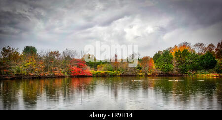 Des gouttes commencent à tomber que canards traverser l'étang et feuillage d'automne se reflète dans l'eau à Claude Moore Park de Sterling, VA, USA. Banque D'Images