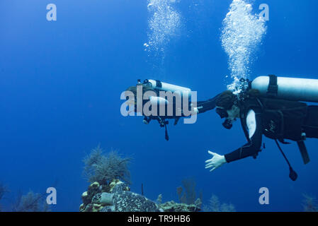 Les plongeurs sous l'eau avec une tortue de mer, trois Amigos, Turneffe Atoll, BELIZE, Belize Barrier Reef Banque D'Images