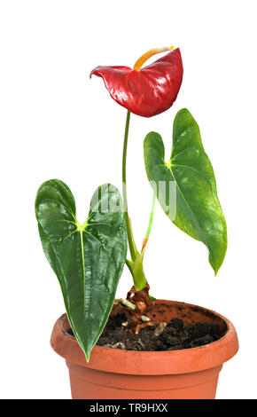 Anthurium andreanum in pot Banque D'Images