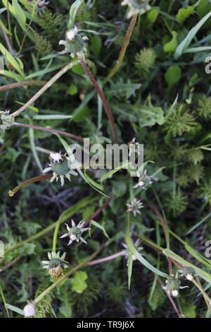 Un bouquet de fleurs fermé pour la nuit. Banque D'Images