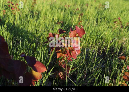 Une jeune plante rouge sur un champ d'herbe dans le coucher du soleil. Banque D'Images