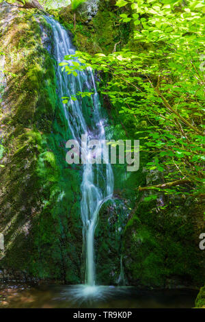 Tom Gill Cascade, Tarn Hows, Lake District, National Park, Royaume-Uni Banque D'Images