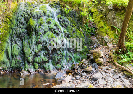 Tom Gill Cascade, Tarn Hows, Lake District, National Park, Royaume-Uni Banque D'Images