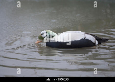 Ours à lunettes, Eider Somateria fischeri, seul mâle adulte, la natation dans le lac gelé. Prises de janvier. Arundel, West Sussex, UK. Banque D'Images