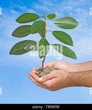 Palms avec un growng des gaules à partir de la pile de pièces de monnaie Banque D'Images