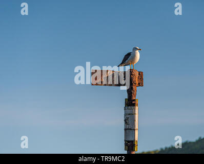 Une mouette assis sur un vieux fer à repasser, marque de la mer. Banque D'Images