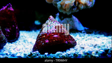 L'eau salée de trocas en escargot aquarium récifal aquarium Banque D'Images