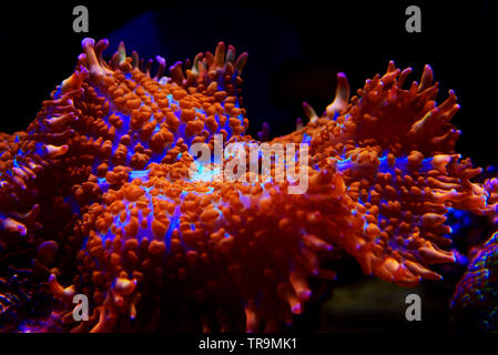 Superman rouge et bleu - corail champignon (Rhodactis sp.) Banque D'Images