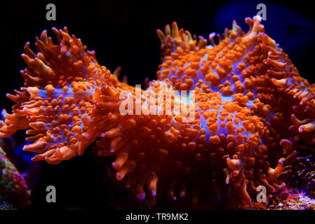 Superman rouge et bleu - corail champignon (Rhodactis sp.) Banque D'Images