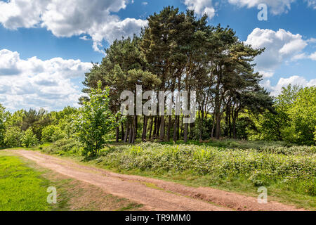 Beauté naturelle des Collines Clément, Worcestershire, Angleterre. Banque D'Images