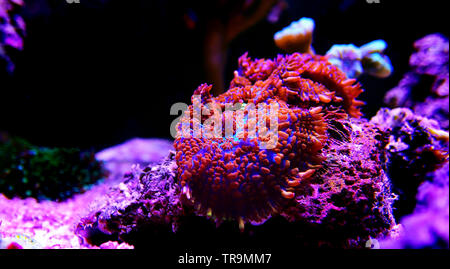 Superman rouge et bleu - corail champignon (Rhodactis sp.) Banque D'Images