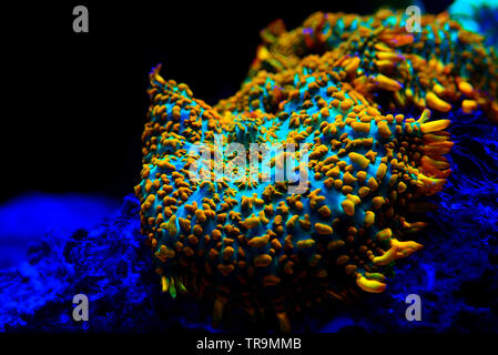 Superman rouge et bleu - corail champignon (Rhodactis sp.) Banque D'Images