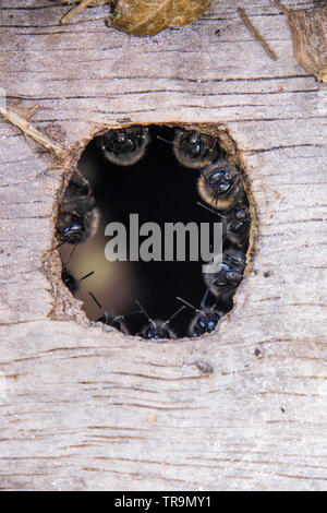 Garde côtière canadienne Garde côtière canadienne ruche d'abeilles ou, à l'entrée d'un nichoir, England, UK Banque D'Images