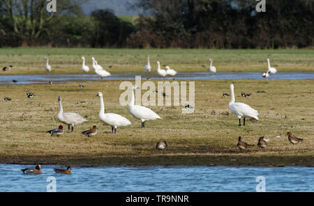 Les cygnes siffleurs ou de Bewick Cygnus bewickii -, sur les champs inondés à Slimbridge avec Canard d'& sociable Banque D'Images