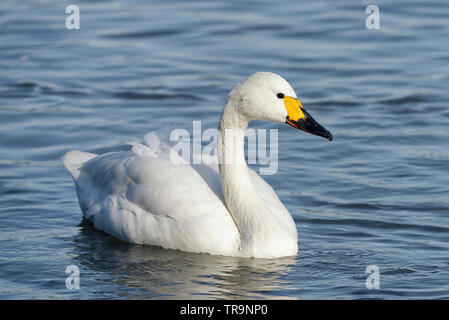 Le cygne de Bewick Cygne ou - Cygnus bewickii seul oiseau nager dans la lumière du soleil d'hiver Banque D'Images