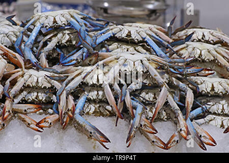 Crabes bleus pour vendre dans une échoppe de marché Banque D'Images