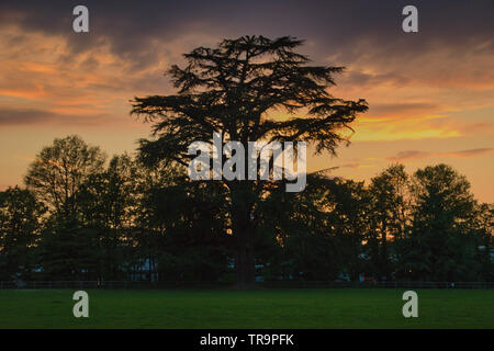 Coucher de soleil derrière la silhouette d'arbres. Banque D'Images