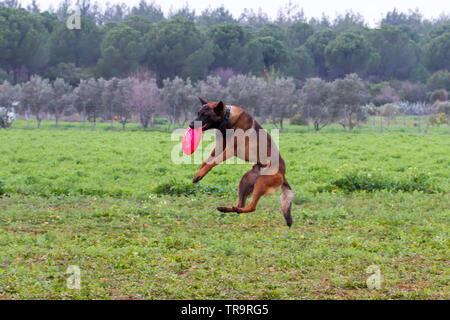 La formation de chien qui attrape avec sa bouche de frisbee Banque D'Images