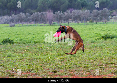 La formation de chien qui attrape avec sa bouche de frisbee Banque D'Images