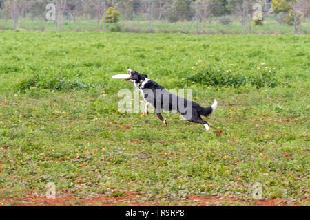 La formation de chien qui attrape avec sa bouche de frisbee Banque D'Images