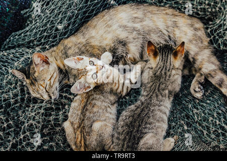 Chatons de sucer le lait de leur mère Banque D'Images