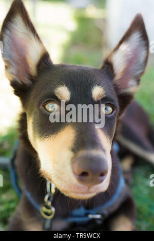 Close up d'un kelpie australien chiot avec de grandes oreilles Banque D'Images