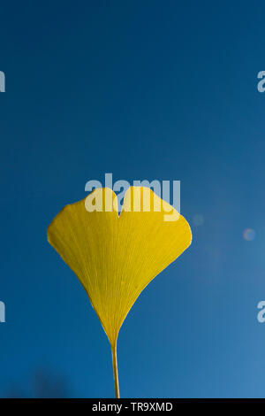 Feuille de ginkgo CONTRE LE CIEL BLEU Banque D'Images