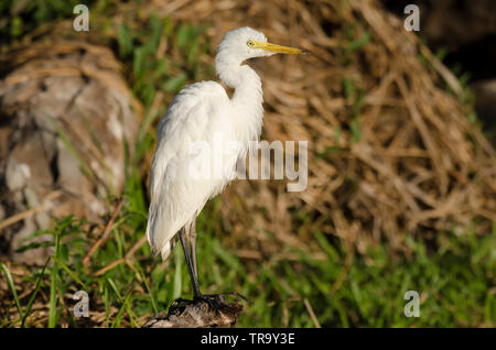 Aigrette intermédiaire, debout sur le bord de l'eau jaune billabong, Kakadu, Australie. Banque D'Images