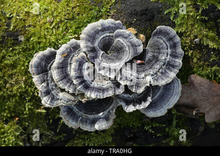 Trametes versicolor - également connu sous le nom de Coriolus versicolor et Polyporus versicolor - communément appelée la queue de la turquie Banque D'Images