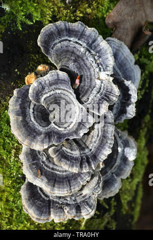 Trametes versicolor - également connu sous le nom de Coriolus versicolor et Polyporus versicolor - communément appelée la queue de la turquie Banque D'Images