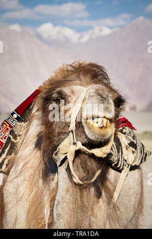 Le rare chameau de Bactriane à deux bosses dans la région du Ladakh himalyan. Les chameaux étaient autrefois utilisés comme animaux de bât dans caravanes sur l'ancienne route de la soie Banque D'Images