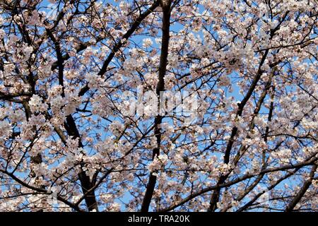 La cerisier Sakura s'est épanoui pendant l'époque de Hanami à Séoul, en Corée Banque D'Images